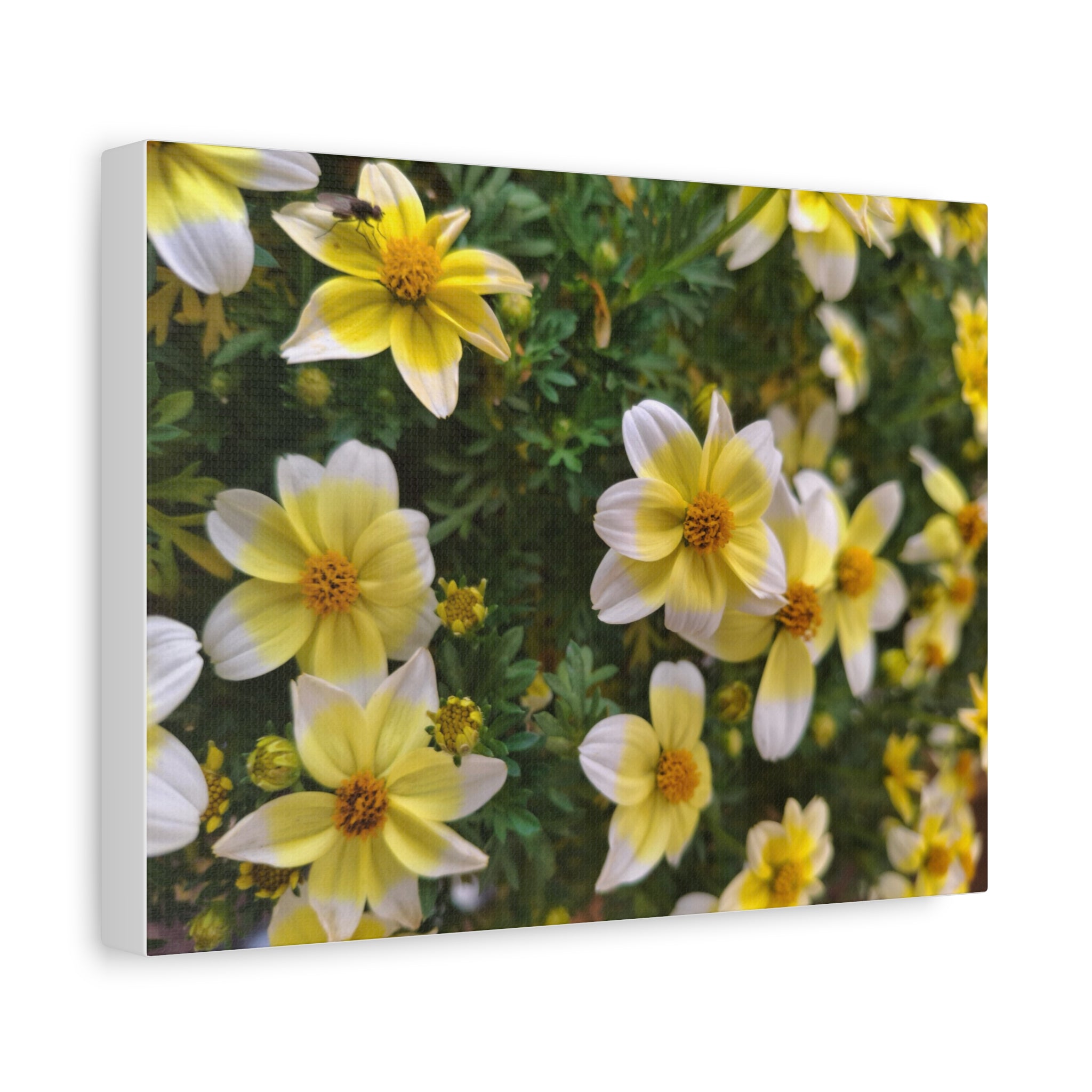 Floral Field Matte Canvas Print — Stretched 1.25"