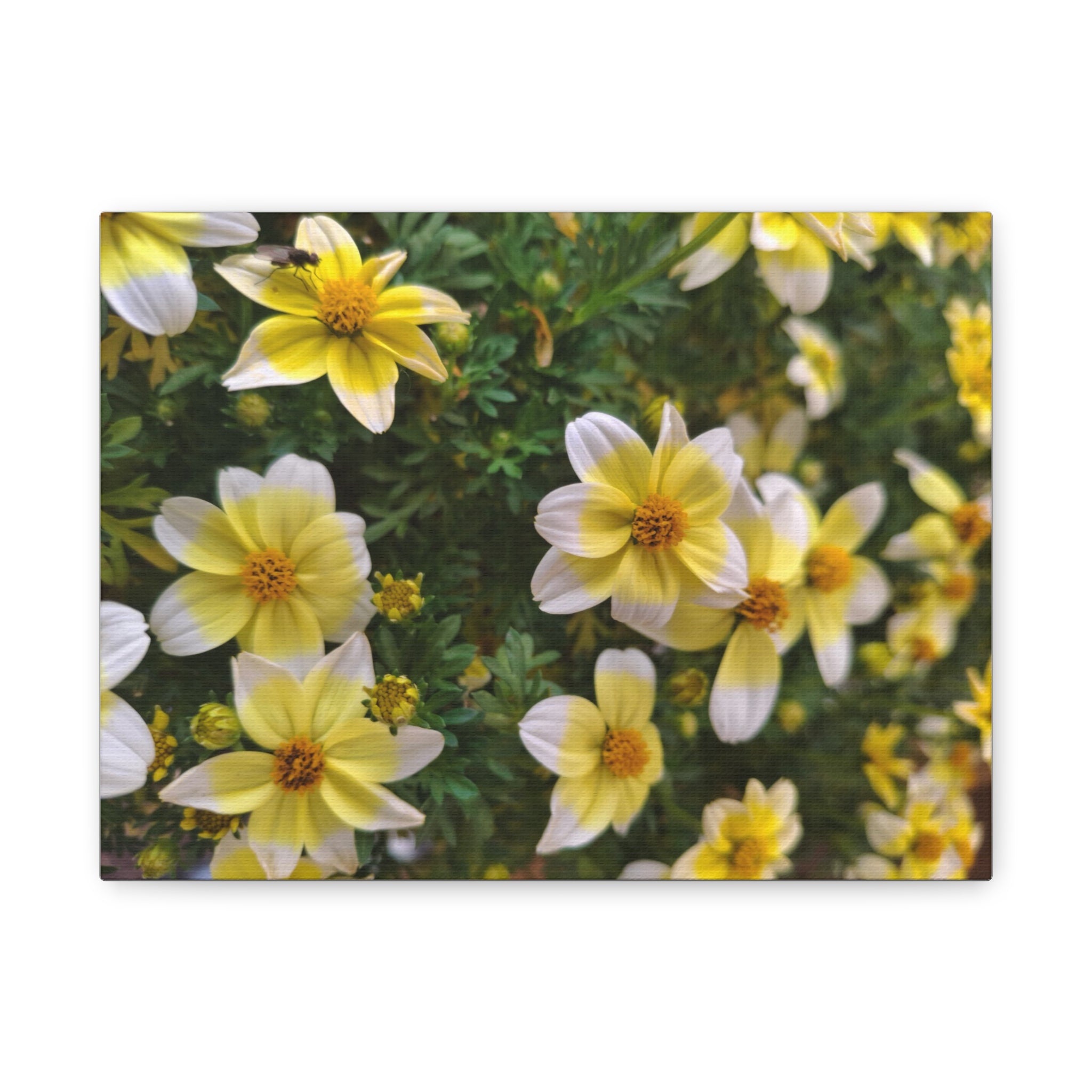 Floral Field Matte Canvas Print — Stretched 1.25"